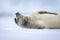 Close-up of crabeater seal dozing on snow
