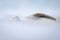 Close-up of crabeater seal half-hidden by snow