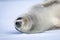 Close-up of crabeater seal lying on ice