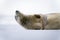 Close-up of crabeater seal lying lifting head