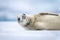 Close-up of crabeater seal lying watching camera