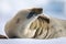 Close-up of crabeater seal resting on ice