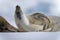 Close-up of crabeater seal resting on iceberg