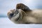 Close-up of crabeater seal scratching its face