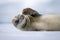 Close-up of crabeater seal scratching its head
