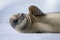 Close-up of crabeater seal waving its flipper