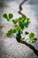 Close up of a Crack in the sidewalk with dichondra plant growing blurred background