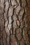 Close up of the cracked bark of a Loblolly Pine tree trunk with moss growing in the cracks