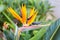 Close up Crane flower or Strelitzia reginaei