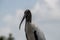 Close-up of Crane White Feathers and Black Head and Beak