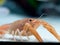 Close up crayfish in the aquarium