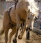 Close up of a cream colored horse galloping along a fence at the Bucking Horse sale in Miles City Montana