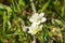 Close up of Cream Cup Platystemon californicus wildflowers, San Jose, south San Francisco bay area, California
