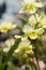 Close up of Cream Cups Platystemon californicus wildflowers, California