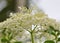 Close up of cream white elder flowers