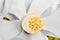Close up with creamy petals and magnolia stigma