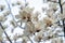 Close-up of creamy pink flowers on a magnolia tree against the sky in the Grishko Botanical Garden. Macro, young flower magnolia.