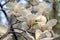 Close-up of creamy pink flowers on a magnolia tree in the Grishko Botanical Garden in Kyiv.