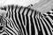 Close up creative black and white poster style composition with part of zebra.