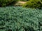 Close-up of Creeping juniper juniperus horizontalis `Blue Chip` is sprawling, evergreen shrub forming a splendid mounded carpe