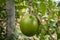 Close-up of Crescentia Cujete, big tropical fruit known as Calabash Tree.