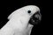 Close-up Crested Cockatoo alba, Umbrella, Indonesia, isolated on Black Background