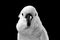 Close-up Crested Cockatoo alba, Umbrella, Indonesia, isolated on Black Background