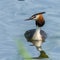 Close-up of a Crested grebe