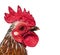 Close-up on a crested head of a Serama rooster