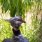 Close up Crested Screamer Bird surrounded by vegetation