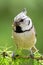 Close-up of crested tit sitting on a larch branch holding insect in beak