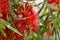 Close up of the Crimson bottlebrush flowers Callistemon citrinus