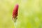 Close up of Crimson clover or italian clover flower head isolated on outdoors. Trifolium incarnatum L