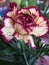 Close up of a crimson and cream colored carnation