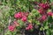 Close up of crimson flowers of Ribes sanguineum