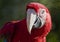 Close up of Crimson Macaw
