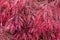 Close up of crimson red Autumn leaf colour of weeping Laceleaf Japanese Red Maple, Acer palmatum `Garnet`.