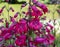 Close up of crimson red Penstemon `Schoenholzeri` Penstemon `Firebird beard-tongue in English cottage garden.