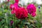 Close up of crimson William Shakespeare rose blooming in garden by lavender. Cupped magenta bloom. Cluster of flowers