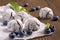 Close up of crinkle chocolate cookies in powered sugar icing with blueberries on a baking paper