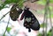 Close up of a critically endangered Ceylon rose butterfly on a tree branch