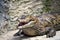 Close up of a crocodile digesting with open mouth and closed eyes in Lodz zoo, Poland