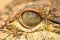 Close up of the Crocodile eye