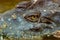 Close up of the crocodile eye in the pond at the mini zoo crocodile farm