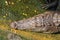 Close-up of crocodile head