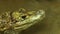 close up of crocodile head above the water surface. A dangerous reptile peeps out of the water. Smooth-fronted caiman