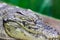Close-up of a crocodile head with closed eyes. Sleeping Alligator Head