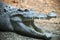 A Close Up of a Crocodile, Jaws Agape