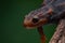 Close-up of a Crocodile Newt Lizard perched on a tree branch