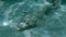 Close-up of Crocodilefish lies on seabed. Crocodilefish or Tentacled Flathead Papilloculiceps longiceps